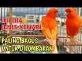 Download Lagu 5 Jenis Burung Kenari Terbaik dan Paling Bagus untuk Dipelihara atau Dilombakan