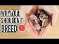 Why You SHOULDN T Breed Your hamster