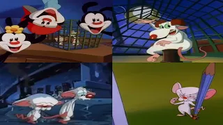 all pinky and the brain intros 1993 2022 
