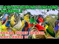 Download Lagu Mp3 Pikat Burcil Ribut!!  Ratusan Burung Langsung Ngumpul dengan Suara Ini