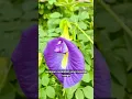 Download Lagu Manfaat Bunga Telang Untuk Kesehatan Tubuh Kita #nature