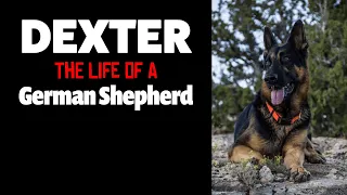 Dexter The German Shepherd, The best dog ever!