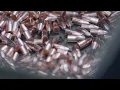 Bullet Manufacturing Process Cup and Draw vs Impact Extrusion
