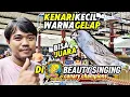 Download Lagu VLOG GANTAGAN‼️Kenari KECIL warna STARBLUE bisa JUARA di BEAUTY SINGING CANARY CHAMPIONS...