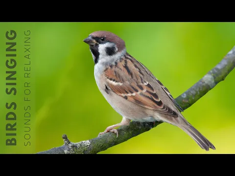 Download MP3 Beautiful Birds Singing in Forest - Calming Bird Sound, Reduce Stress, Anxiety \u0026 Depression