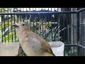 BURUNG BIMOLI MUDA GACOR COCOK UNTUK PANCINGAN BUNYI