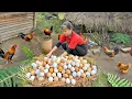 Download Lagu Harvest 1000 chicken eggs and sell at the country market
