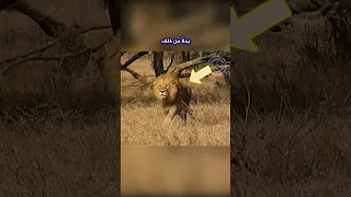 عندما يصبح المفترس الفريسة   شاهد هذه اللقطة النادرة لمواجهة بين أسد و فهد           دندنها