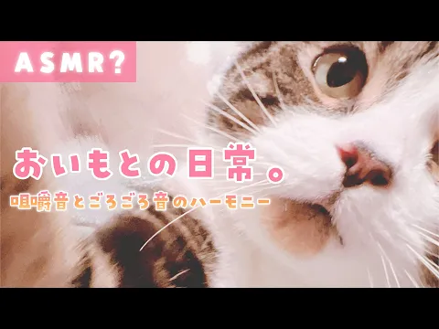 【ASMR?】おいもとの日常。(咀嚼音とゴロゴロ音のハーモニー)【ゆる動画】のカバー画像