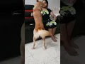 Download Lagu Manggai alapparai.. Hahaha.. Fun dog scene
