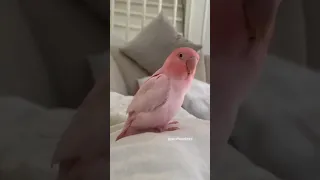 Pink Parrot Talking Talkingparrot Parrotvideo Cuteparrot Pink 
