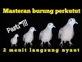 Download Lagu Pancingan Perkutut Malas Bunyi  ,Terapi Setiap Pagi #turtledove @MangoenDjoyoChannel