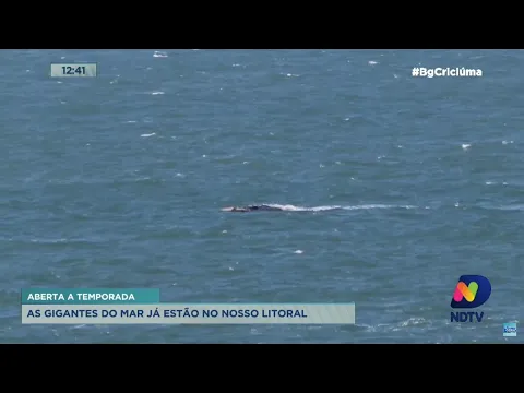 Baleias-francas já aparecem no litoral catarinense