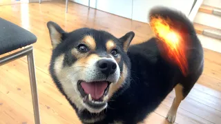 Play wit me, or else..
