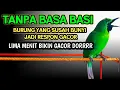 Lagu Pancingan Handal Cucak Ijo Gacor! Jitu Dalam Membuat Ijo Lain Cepat Naik Emosi Langsung Jamtro Emosi