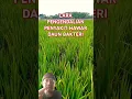 Download Lagu Cara pengendalian penyakit hawar daun bakteri atau kresek #petani #sawah #pertanian #tanaman #padi