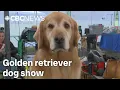 Manitoba hosts national golden retriever dog show for 1st time