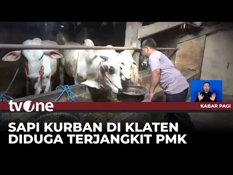 Sapi Kurban di Klaten Mati Mendadak, Diduga Terjangkit PMK