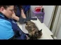 Willingboro Veterinary Clinic