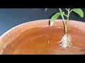 Cuttings Of Ficus Racemosa Cluster Fig Tree Growing In Water -