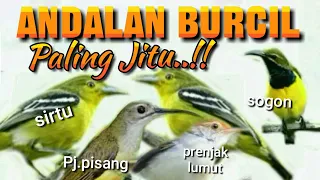 Download Suara Pikat Andalan Burcil Paling Jitu MP3