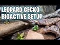 Leopard Gecko Bioactive Setup