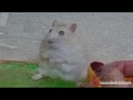 Hamster Vietnam Flashback