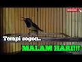 Download Lagu Terapi SOGON malam hari || cocok untuk sogon stres dan macet bunyi!!