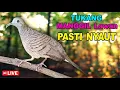 Download Lagu Perkutut Lokal Gacor dari alam liar bikin gacor yang malas BUNYI