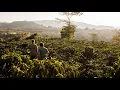 Download Lagu Improving Coffee Quality: Harvesting, Processing and Cupping at Finca Tamana Download Lagu Improving Coffee Quality: Harvesting, Processing and Cupping at Finca Tamana