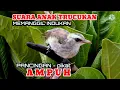 Download Lagu suara masteran anak burung trucukan untuk pikat dan pancingan paling ampuh
