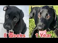 MY PUPPY GROWING UP - 8 Weeks To One Year
