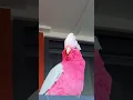 Download Lagu THiS MoM WoN'T LeaVe Me ALoNE🤯🥶#talkinggalah#ella#talkingparrot#talkingcockatoo