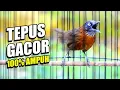 Download Lagu MASTERAN TEPUS KEPALA ABU GACOR