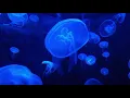Lagu Chrono Cross - Jellyfish Sea (1h30m extended)