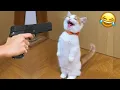 Download Lagu Brace yourself for nonstop laughter with these hilarious pets! 😂