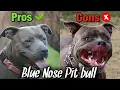 PROS and CONS of owning a Blue Nose Pit bull