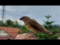 Download Lagu Cara C3P4T MELATIH burung Mprit/Pipit bisa FTM/FF (SUBSCRIBE)