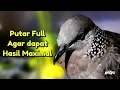 Download Lagu Suara Tekukur Putar Full Agar Dapat Hasil Maximal Dan Cepat Ikut Bunyi