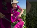Download Lagu Fruits Cutting Videos | Ninja Fresh Fruits Cutting | Fruits