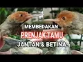 Download Lagu CIRI CIRI PRENJAK TAMU / PRENJAK ATAS JANTAN DAN BETINA !!