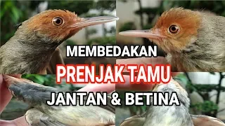 Download CIRI CIRI PRENJAK TAMU / PRENJAK ATAS JANTAN DAN BETINA !! MP3