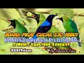Download Lagu Suara Pikat Cucak Ijo Ribut Ampuh Super Mp3 Jernih #HKBFPainan