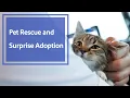 A Pet Rescue Flight and Surprise Kitten Adoption Southwest Airlines