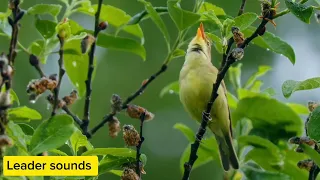 صوت دخلة القصب  للصيد                         دندنها