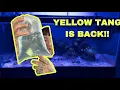 NEW YELLOW TANG FROM BIOTA GROUP