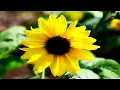 Download Lagu DJ AURM - ''I NEED YOU''  DJ AURM - ''ТИ МЕНІ ПОТРІБЕН''