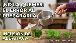 Cómo PREPARAR la INFUSIÓN de ALBAHACA Correctamente (Paso a Paso)