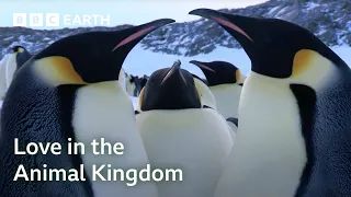 One Hour Of Love In The Animal Kingdom BBC Earth