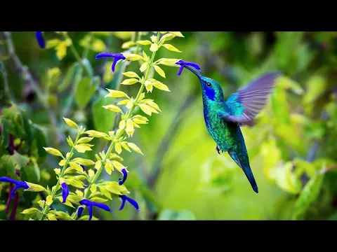 Download MP3 Sons de la Nature pour Dormir, Relaxation, Travailler, se Concentrer | Bruits Nature Forêt Oiseaux